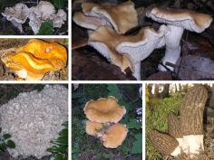 Top Quality Gourmet Wild Mushrooms harvested in North America